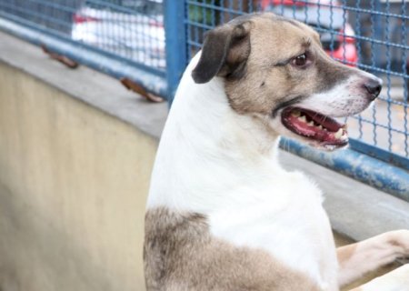 Fogos podem perturbar os pets; veja dicas que podem ajudar