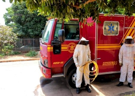Bombeiros ensinam a evitar ataques de abelhas
