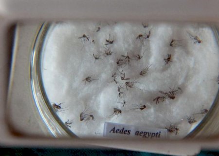 Saúde orienta sobre cuidados para evitar dengue, zika e chikungunya
