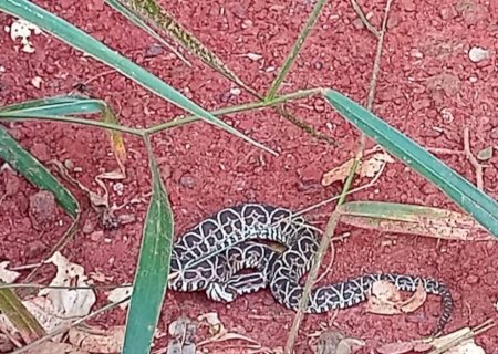 Serpente peçonhenta da espécie urutu-cruzeiro é capturada em residência