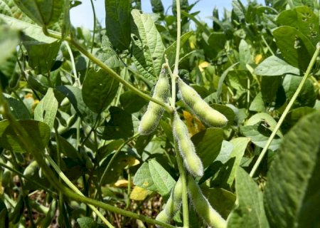 MS deve produzir neste ano mais de 70 milhões de toneladas de produtos agrícolas