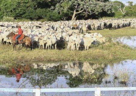 Iagro prorroga prazo para declaração de rebanho no Estado