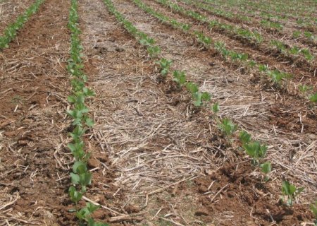 Embrapa Agropecuária Oeste aponta impactos da onda de calor no plantio da soja
