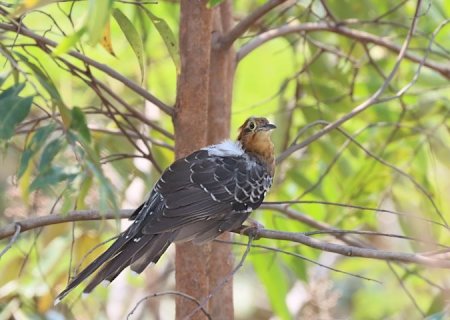 Mato Grosso do Sul tem sete ‘hotspots’ em evento mundial de observação de aves