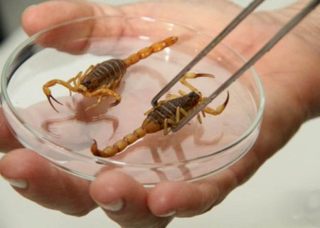 Vigilância alerta após 3,6 mil ataques de escorpiões em MS