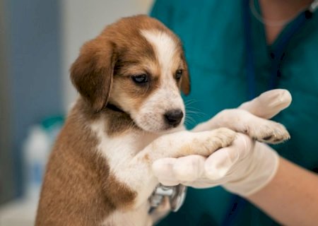 Inédito no Estado, programa MS Vida Animal lança Caravana da Castração