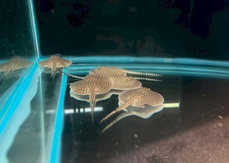 Bioparque Pantanal celebra nascimento dos primeiros ‘bebês’ do ano
