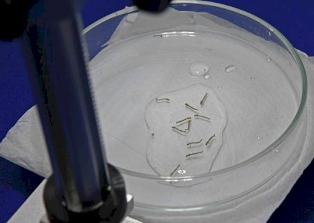 SES oferece capacitação sobre ‘Manejo Clínico da Dengue’
