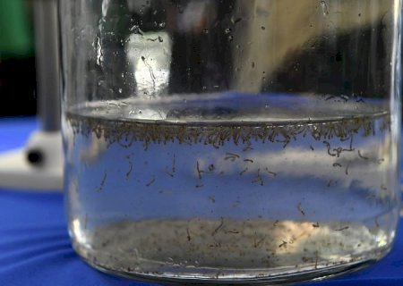 Governo destina R$ 4 milhões aos municípios para combate à dengue, Zika e chikungunya