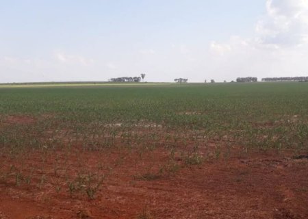 Adiantado, plantio do milho passa de 220 mil hectares em MS