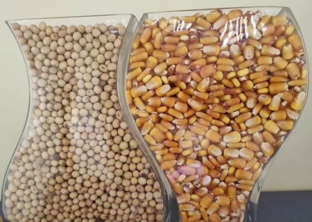 Plantio do milho segunda safra supera 40% da área em Mato Grosso do Sul