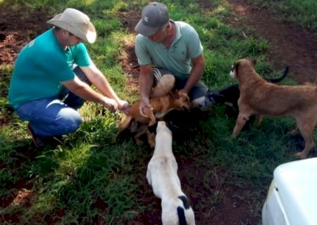 CCZ alerta para letalidade da raiva e vacina animais domésticos