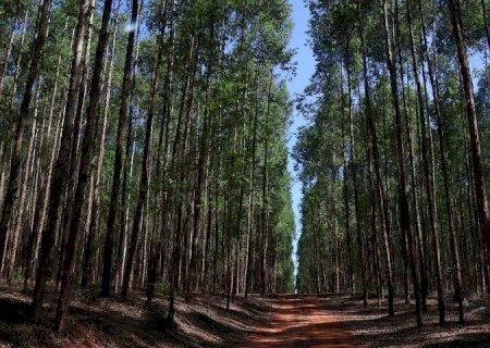 MS vai à Bélgica tratar das implicações de novas leis da União Europeia sobre exportações do agronegócio