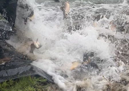 Parques Antenor Martins e Rego D’Água recebem mais de 3,5 toneladas de peixes para Semana Santa