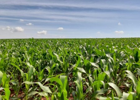 Plantio do milho segunda safra supera 1 milhão de hectares em MS