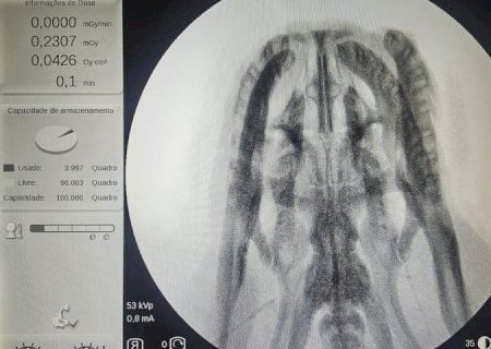 Perícia comprova que sucuri de Bonito não foi baleada e morreu de causas naturais