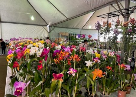 Procon divulga pesquisa de flores para o Dia da Mães