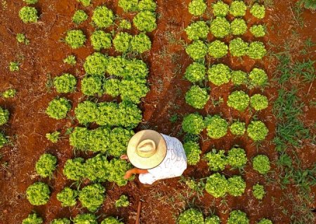 MS contempla agricultura familiar com projetos inclusivos e inovadores