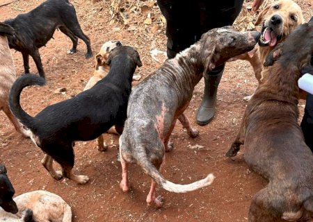 Polícia Civil prende duas mulheres por maus-tratos a animais e poluição ambiental