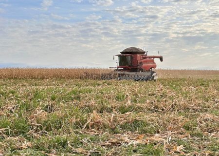 Mato Grosso do Sul já colheu mais de 300 mil hectares de milho