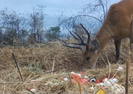 Grupo técnico atua em ações de fuga e aporte nutricional dos animais no Pantanal