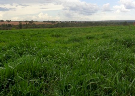 MS tem 4,7 milhões de hectares de pastagens degradadas que podem ser recuperadas, ampliando a produção