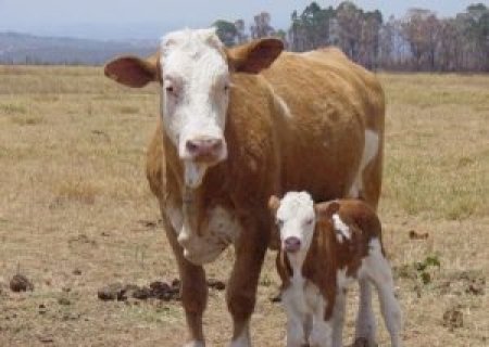 Nova lei regulamenta clonagem de animais no Brasil