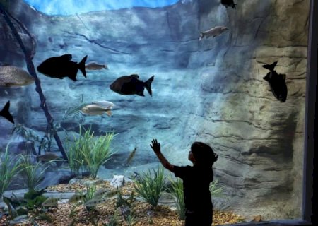 Bioparque Pantanal celebra a marca de 1 milhão de visitantes sendo referência no turismo da Capital