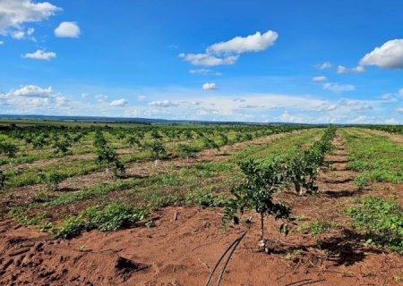 Cassilândia vira novo polo de produção de laranjas em MS e deve ter mais de 3 mil hectares plantados