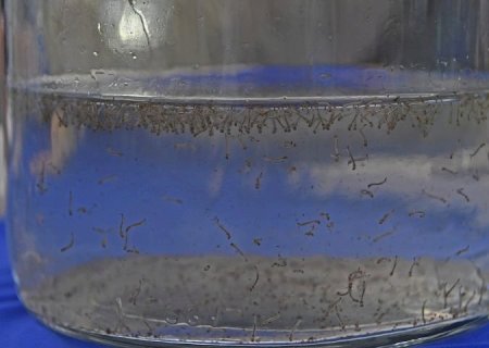 Boletim Epidemiológico: MS registra 804 casos confirmados de dengue