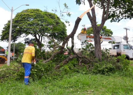 Prefeitura remove árvores em risco de queda e faz plantio de Ipês