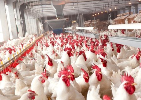 Governo passa a publicar valor real pesquisado do frango para abate e reforça transparência com setor avícola