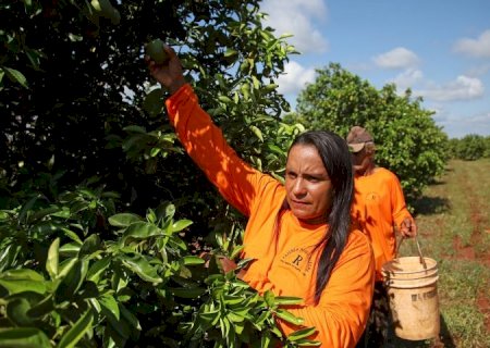 Nova fronteira: citricultura abre oportunidades e muda a vida de trabalhadores em Mato Grosso do Sul