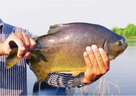 Prefeitura abre licitação para aquisição de peixes vivos para a 1ª Festa da Páscoa 