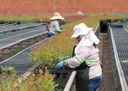 Silvicultura ‘abre portas’ para mulheres na universidade e contribui para o desenvolvimento sustentável