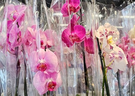 Churrasco ou Orquídea? Pesquisa revela opções para o Dia das Mães em Campo Grande