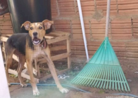 Cão em estado gravíssimo por maus-tratos é resgatado em Dourados
