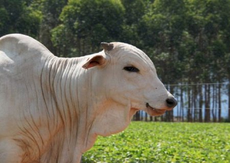 Produtores rurais têm até 2 de junho para declarar rebanho em MS