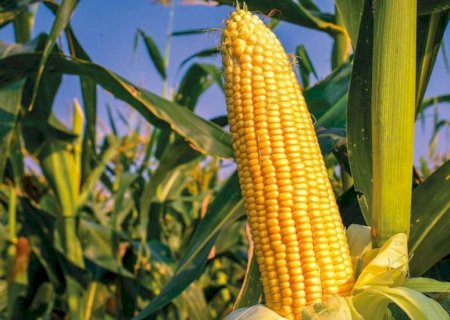 Área plantada de milho em MS ‘despenca’ devido a condições climáticas e custo de produção