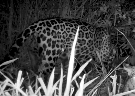 Onça Miranda, tratada pelo CRAS e depois solta na natureza, aparece com filhote no Pantanal