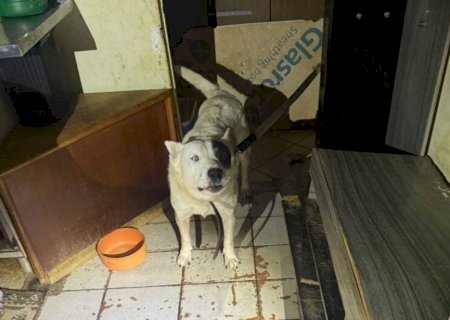 Polícia resgata sete cachorros vivendo em situação de maus-tratos em Dourados
