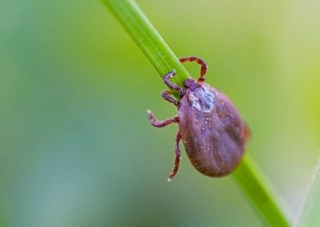 SES formaliza distribuição de remédios no início da sazonalidade da febre maculosa