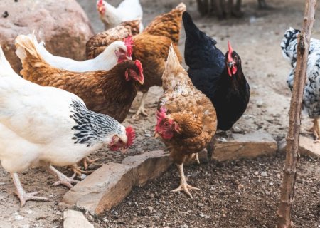 Agraer, Embrapa e Iagro reforçam prevenção à gripe aviária com foco na agricultura familiar