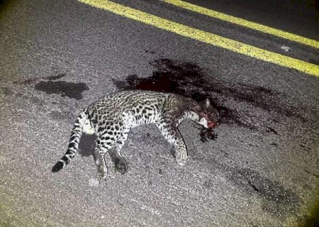 Jaguatirica &eacute; encontrada morta ap&oacute;s atropelamento na BR-262