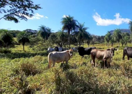 Sob risco de perder terra, maior desafio é fazer “árvore genealógica” de fazenda