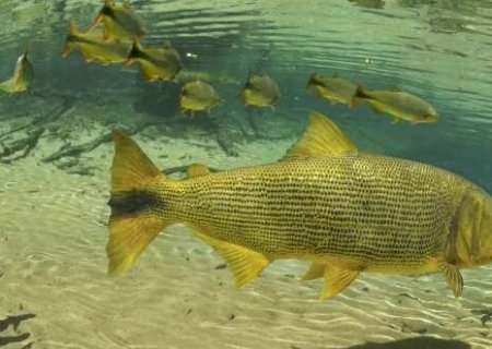 Principal pol&ecirc;mica na Assembleia, proibi&ccedil;&atilde;o da pesca segue travada