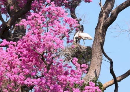 Governo de MS destina R$ 30 milhões a propriedades com vegetação nativa excedente no Pantanal