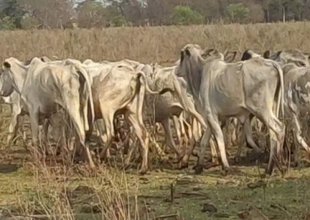 Dono de fazenda é investigado por maus-tratos após rebanho ser encontrado em estado de extrema magreza
