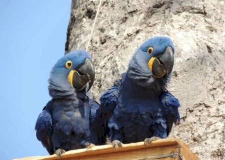 Ap&oacute;s tuiui&uacute;, arara-azul &eacute; reconhecida como s&iacute;mbolo de Mato Grosso do Sul