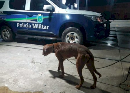 Idoso bate na esposa com cabo de vassoura ao ser flagrado tentando estuprar cadela em Caarapó